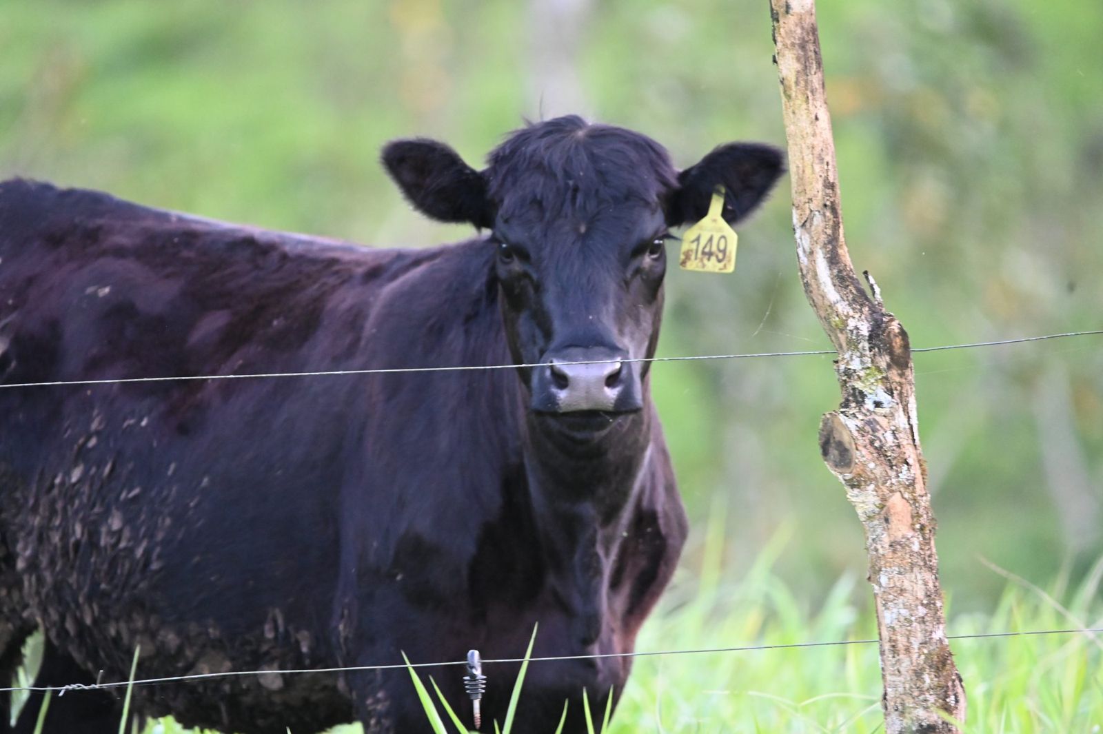 Novilla Black Angus junto a la cerca